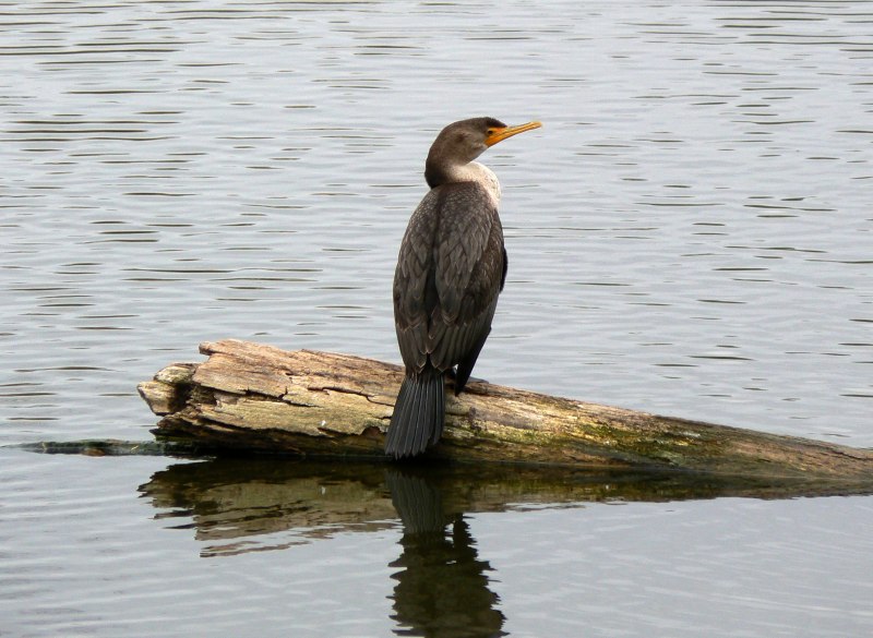 Cormorant point (Floreana)