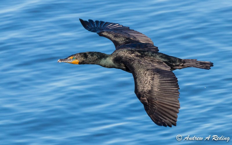 Cormorant Infant сочетание