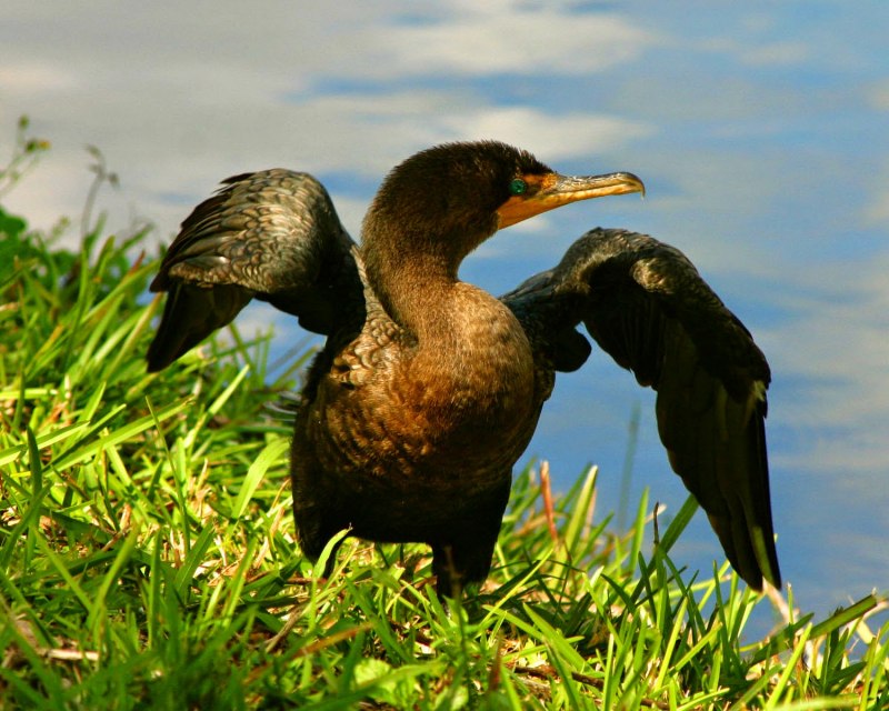 Cormorant Unicase