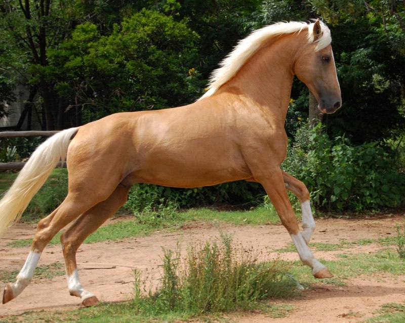 Бежевая лошадь (57 фото)