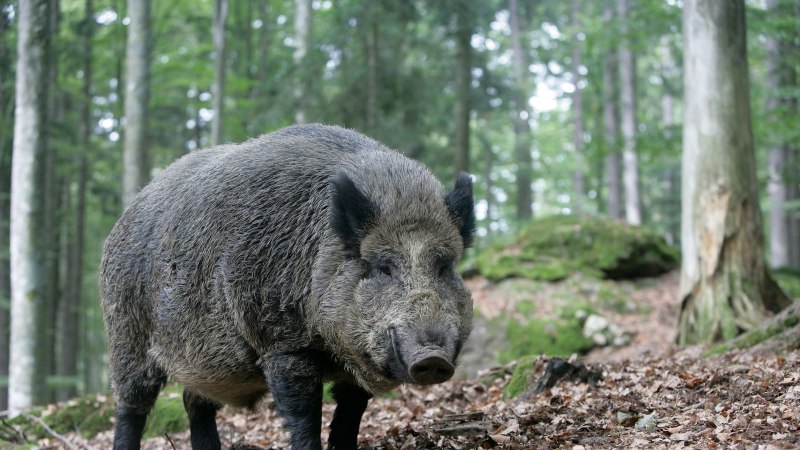 Кабан (sus scrofa)