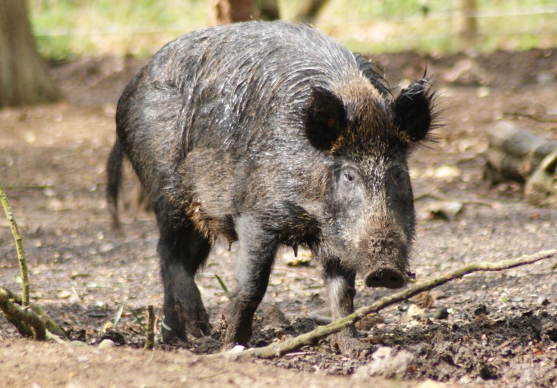 Sus scrofa scrofa