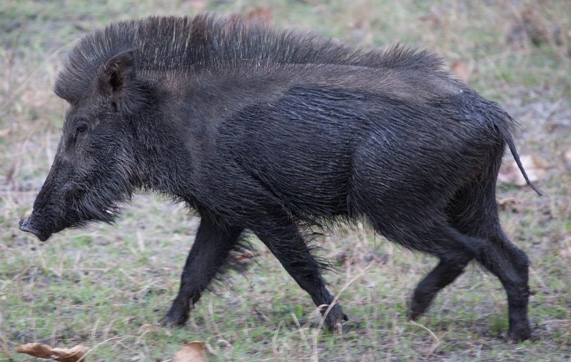 Кабан (sus scrofa)