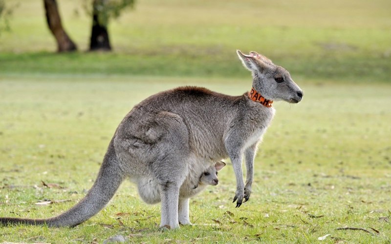 Macropus giganteus