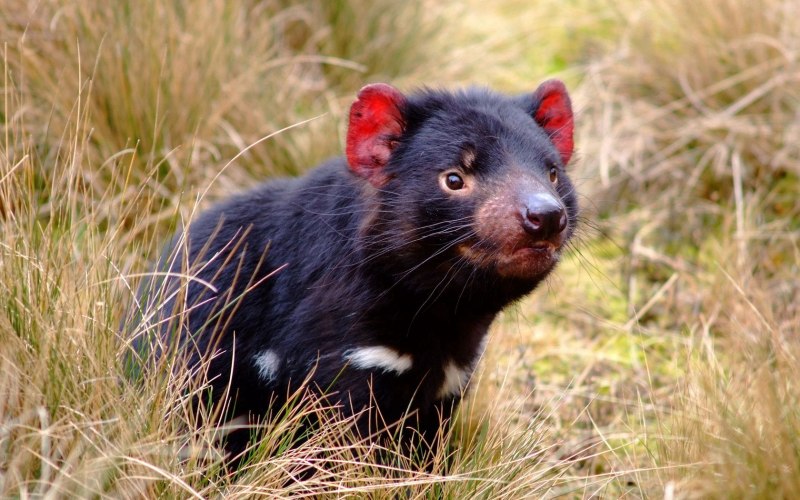 Ласка (Mustela nivalis)