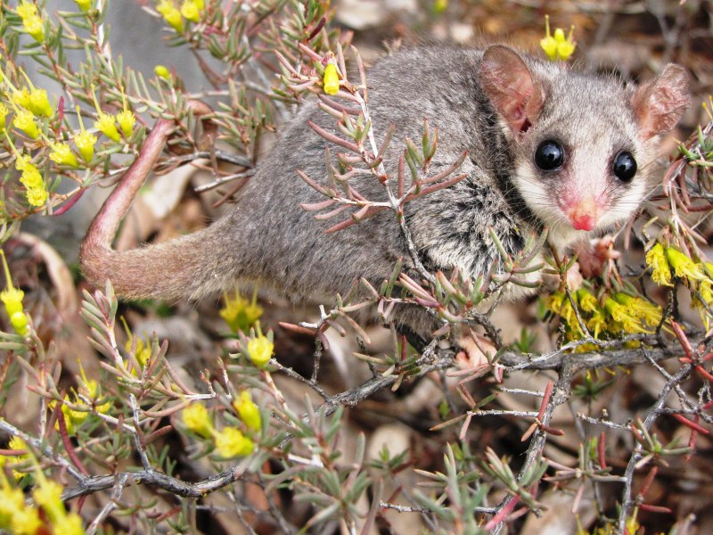 Apodemus sylvaticus