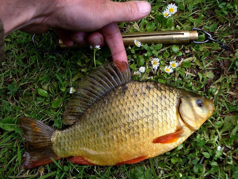 Золотой (обыкновенный) карась Carassius Carassius