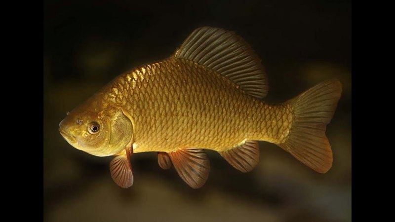 Карась обыкновенный Carassius Carassius