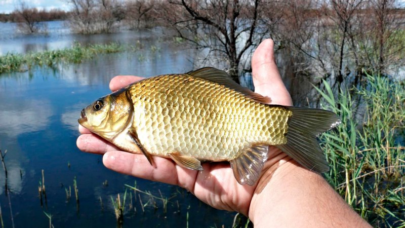 Карась (Carassius Carassius)