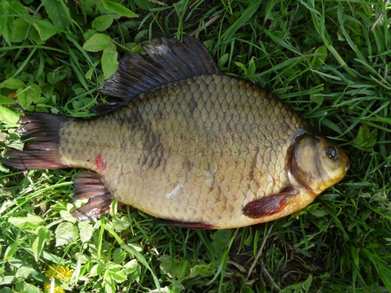 Карась золотой Carassius Carassius