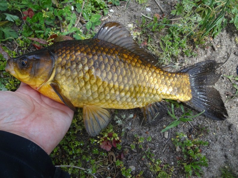 Карась золотой Carassius Carassius