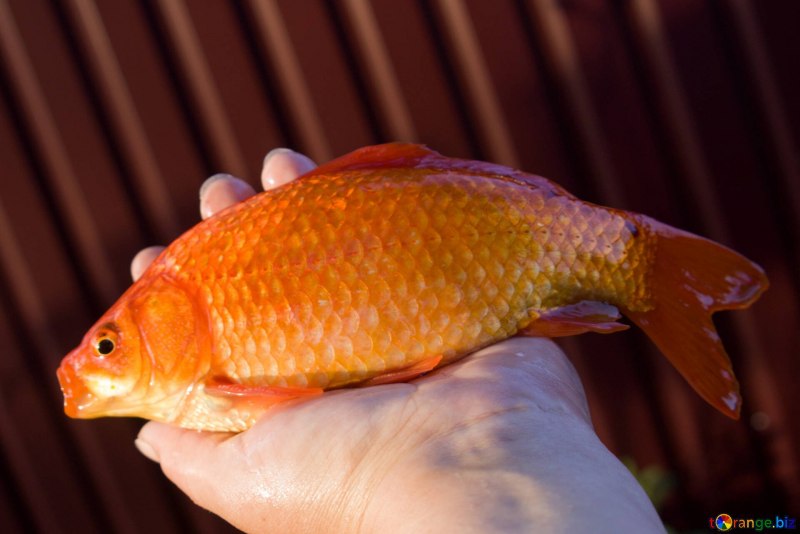 Карась золотой Carassius Carassius