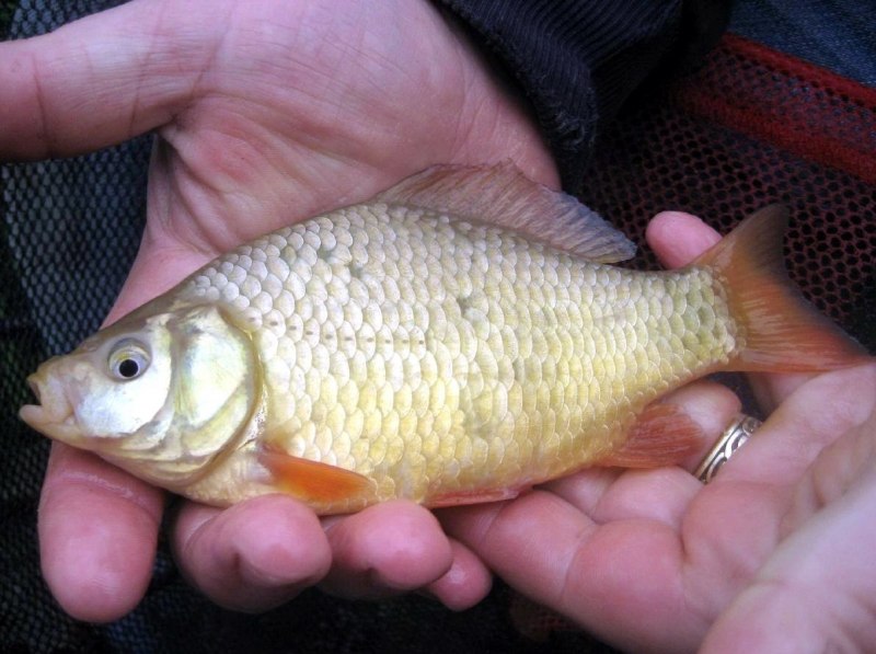 Карась золотой Carassius Carassius