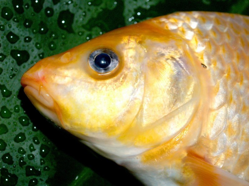 Серебряный карась (Carassius gibelio)