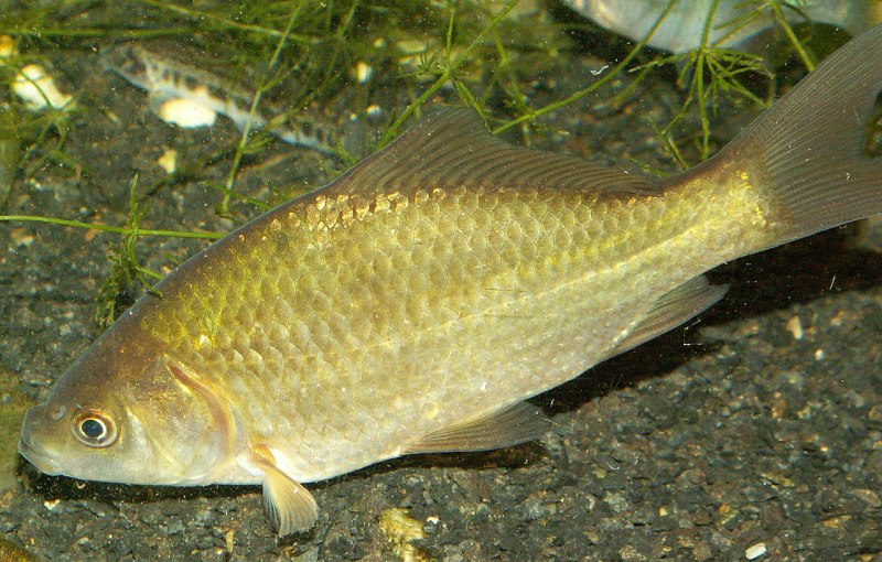Карась золотой Carassius Carassius