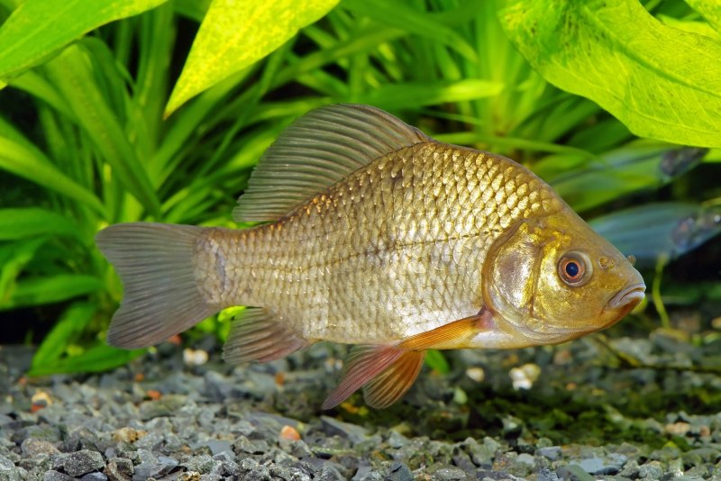 Carassius auratus серебряный карась