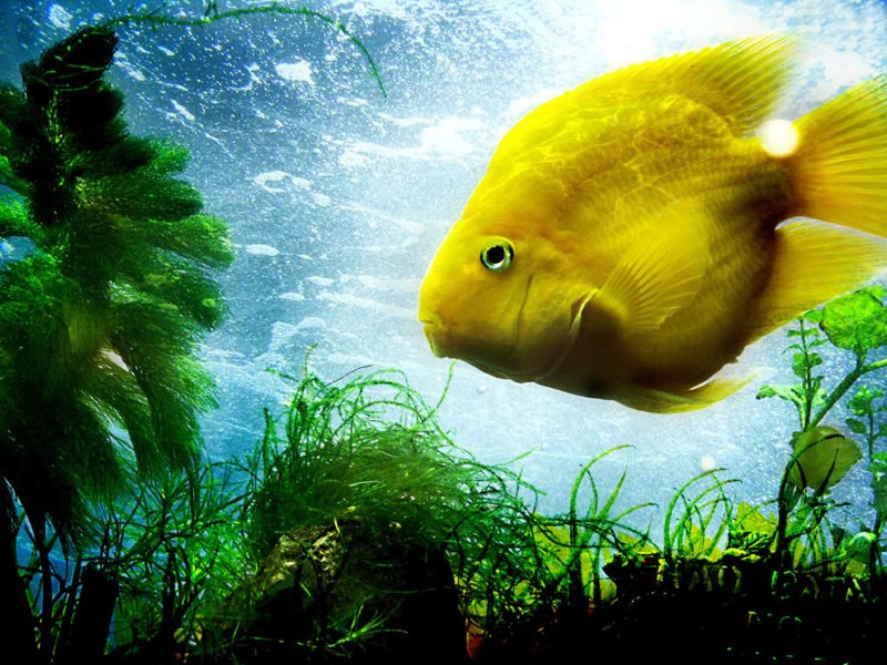Серебряный карась - Carassius auratus gibelio