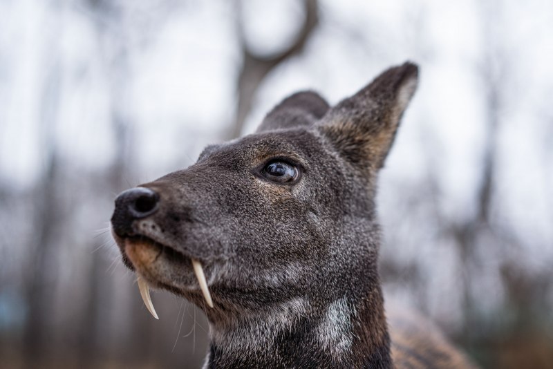 Jackalope мифология