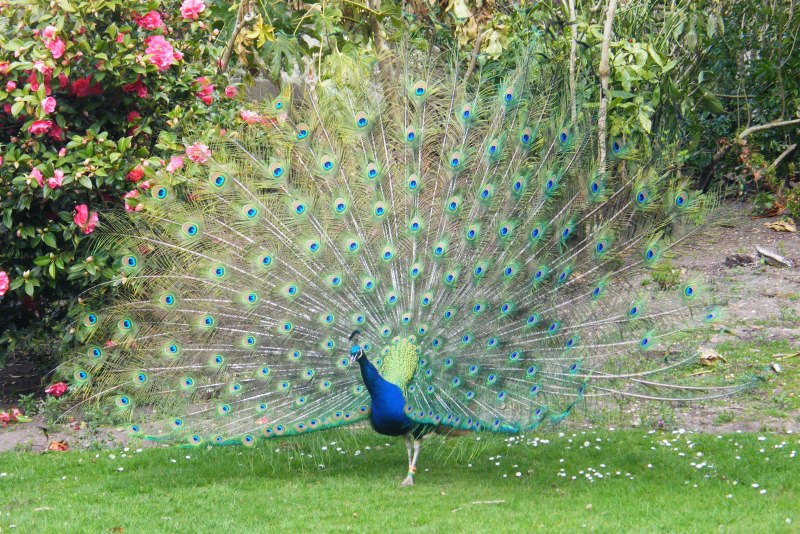 Зелёный Павлин / Pavo muticus