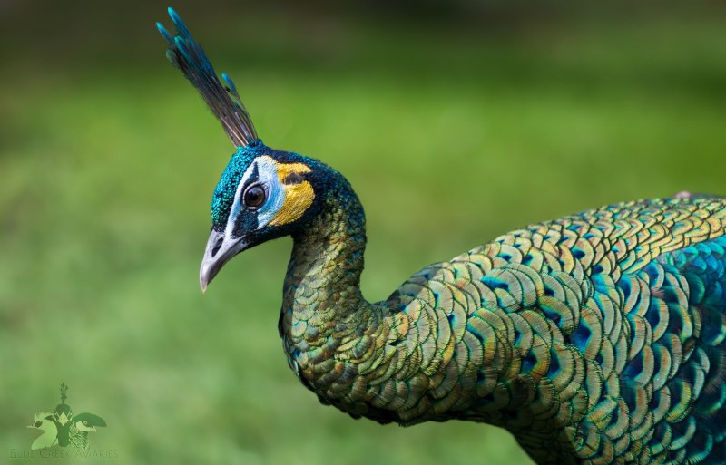 Павлин (Pavo cristatus)