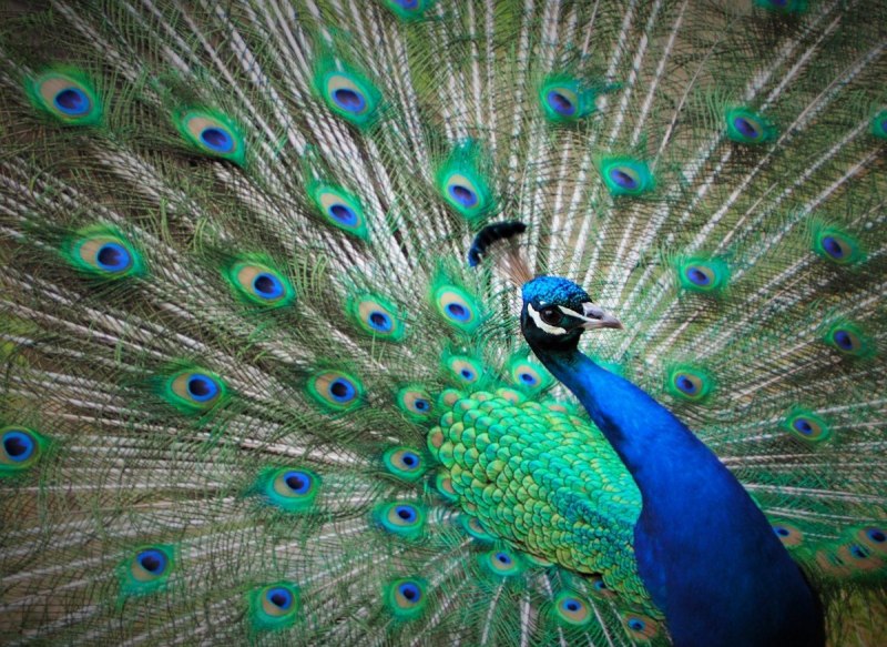 Павлин яванский (зелени) Pavo Linnaeus