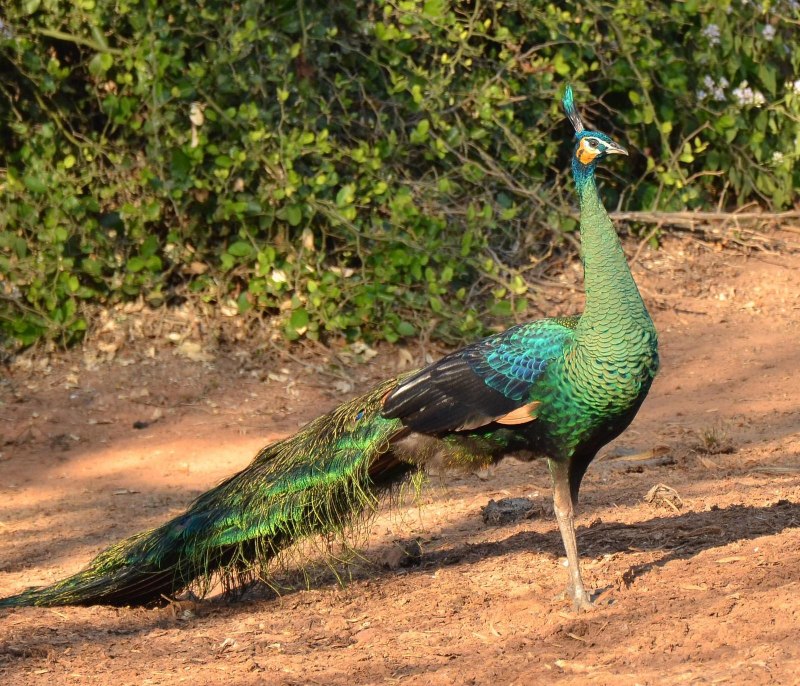Зелёный Павлин / Pavo muticus