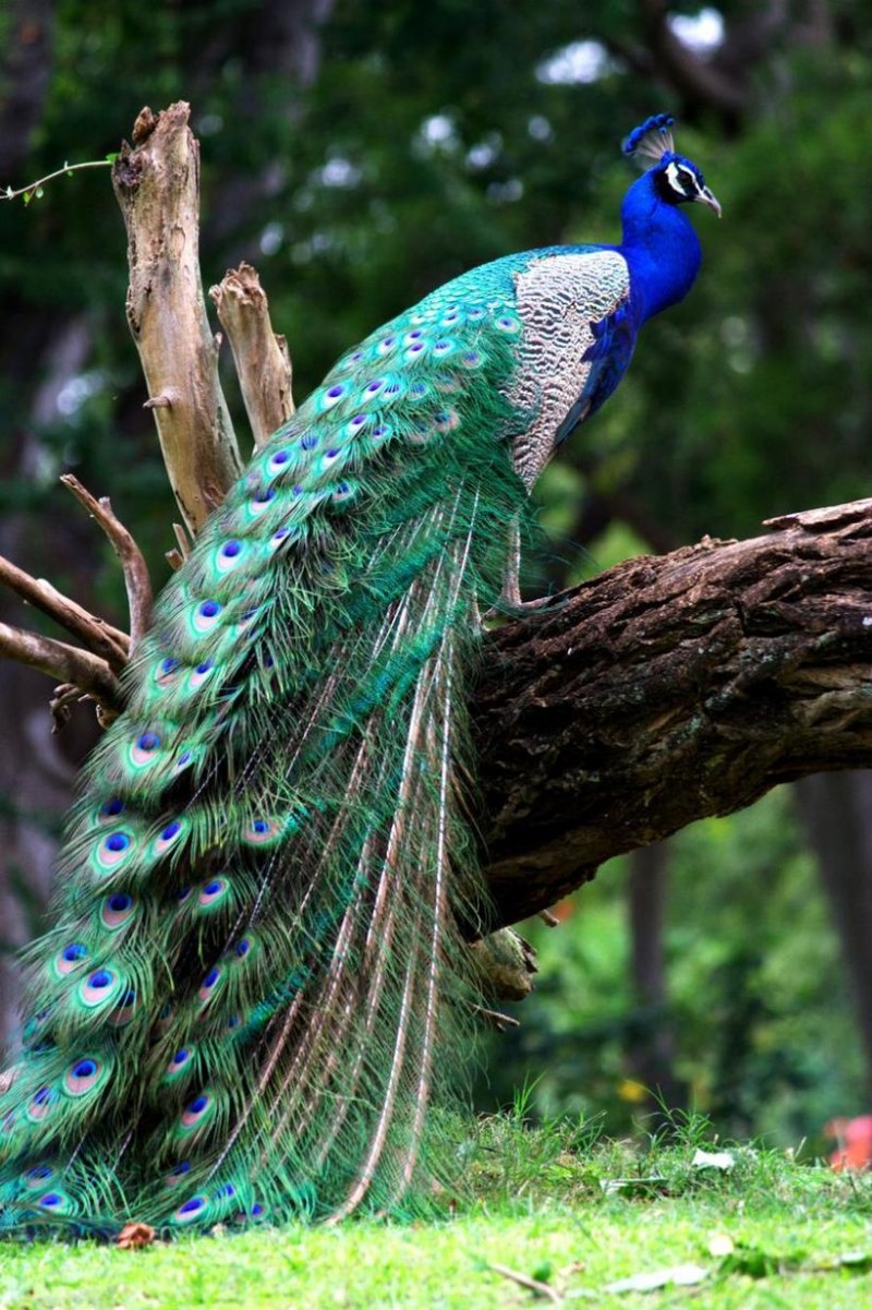 Индийский Павлин / Pavo cristatus