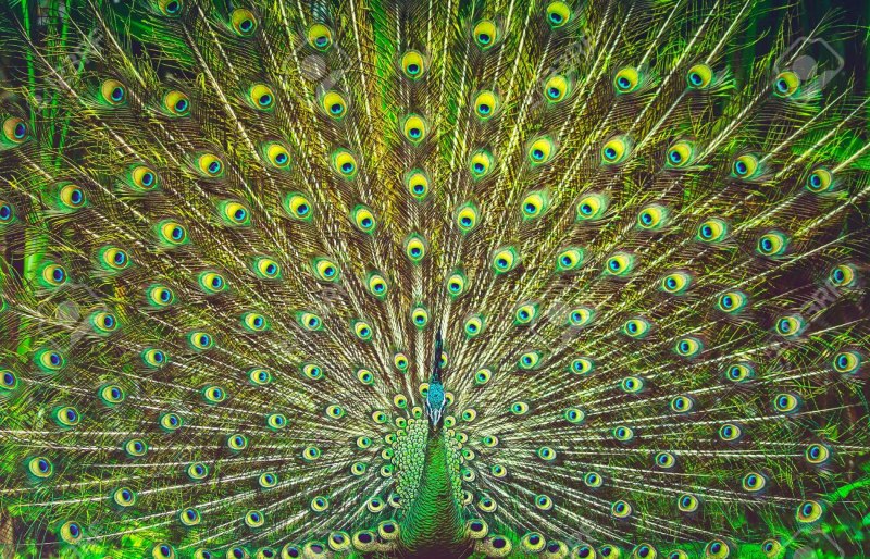 Зелёный Павлин / Pavo muticus