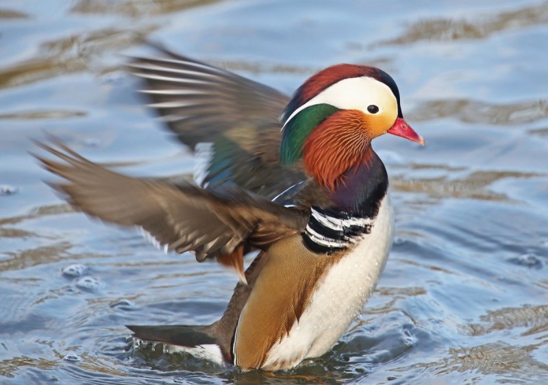 «Утка Мандаринка (Aix galericulata