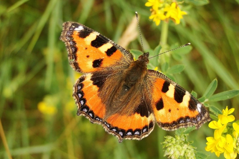 Tirumala septentrionis septentrionis