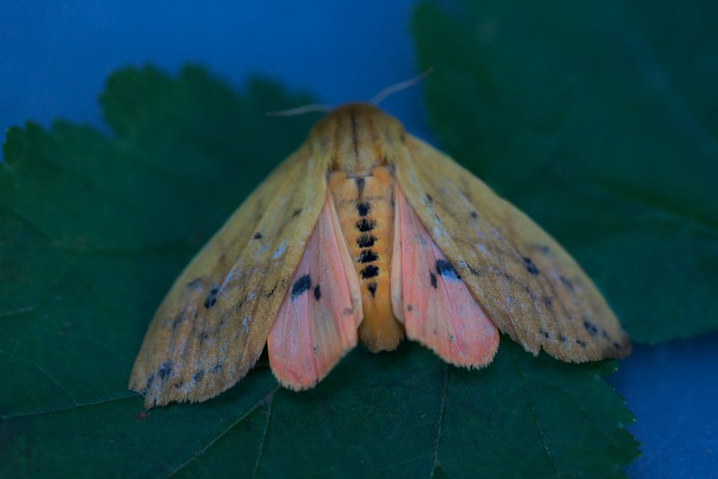 Hypercompe scribonia