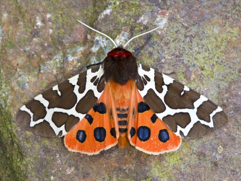 Tiger Moth бабочка
