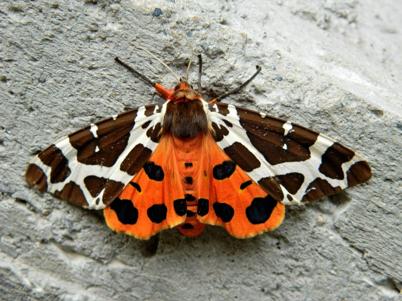 Медведица гера (Euplagia quadripunctaria)