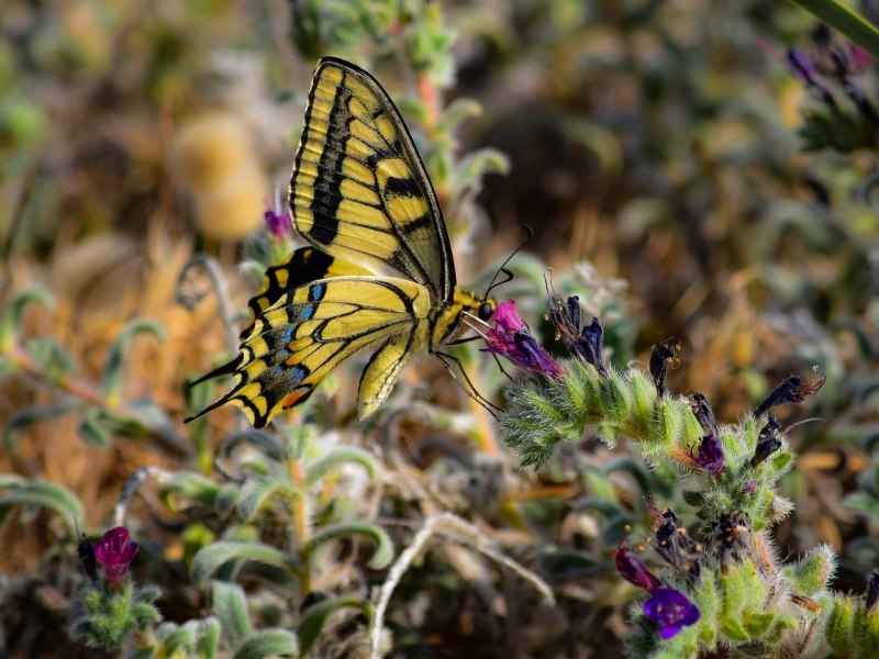 Бабочка Swallowtail