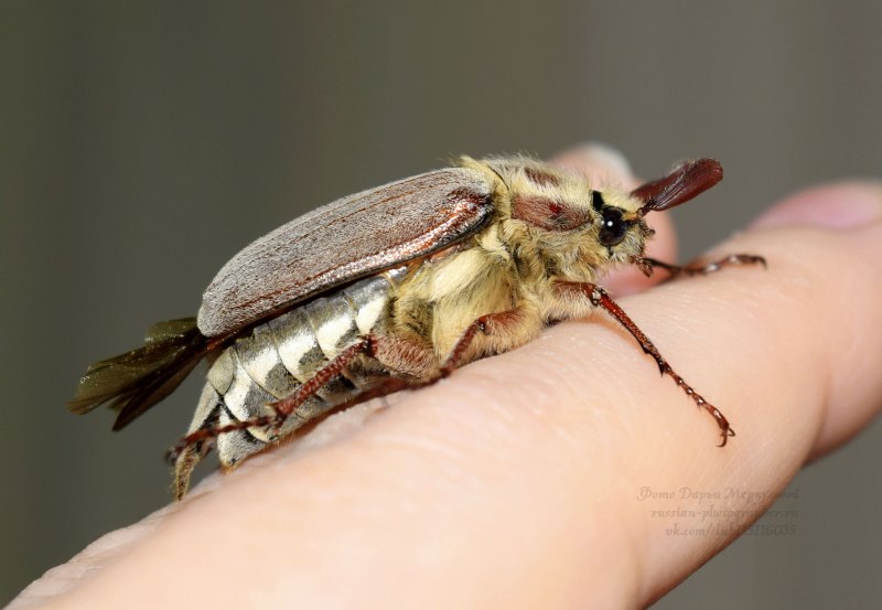 Blattella Germanica таракан