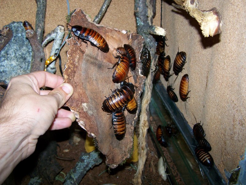 Megaloblatta longipennis