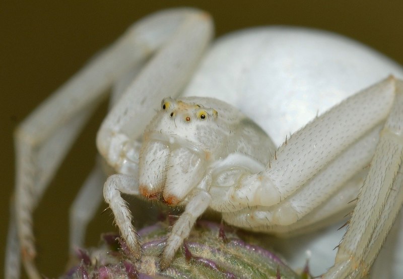 Орхидейный богомол (Hymenopus coronatus)