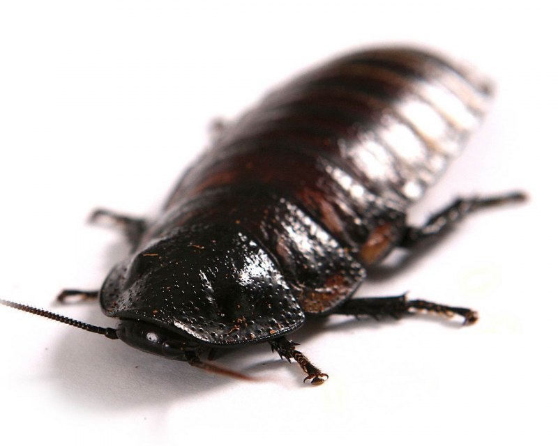 Cyphochilus insulanus