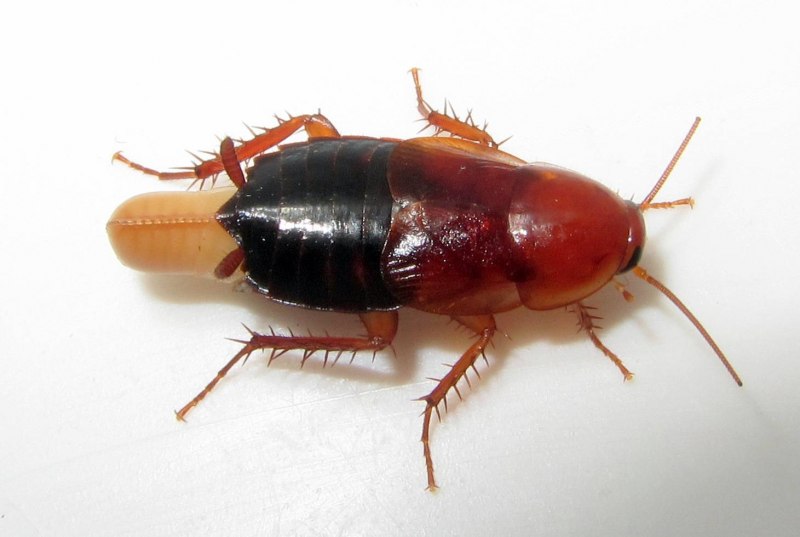 Канальный сомик Ictalurus punctatus