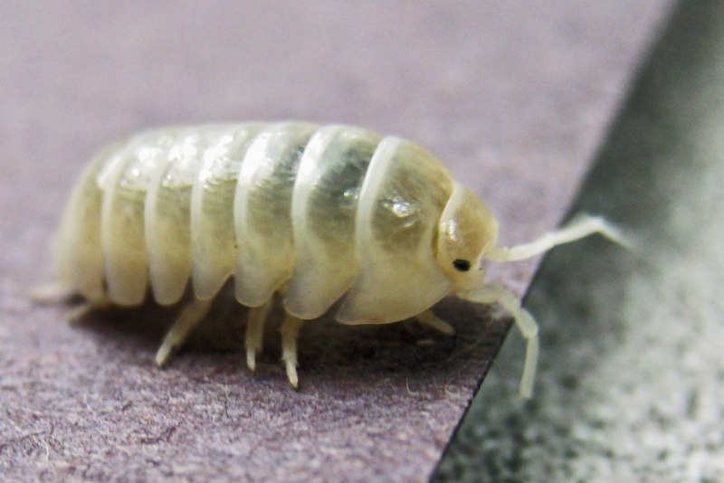 Мокрица Porcellio laevis