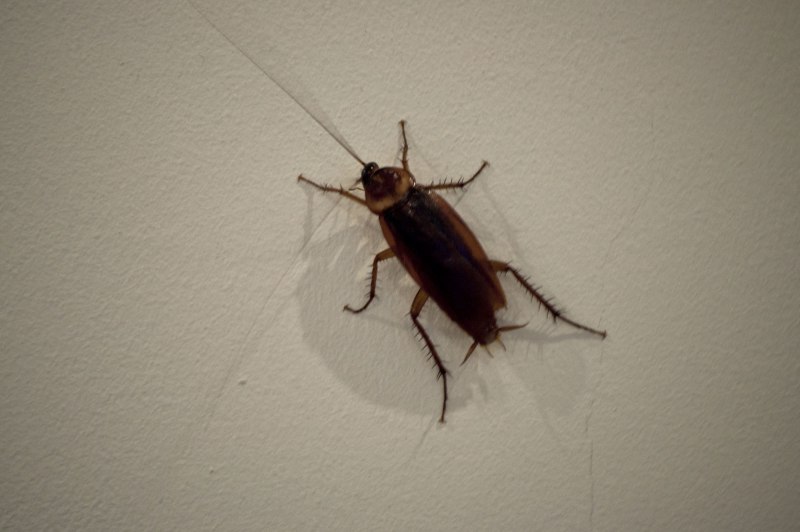 Periplaneta Americana Linnaeus