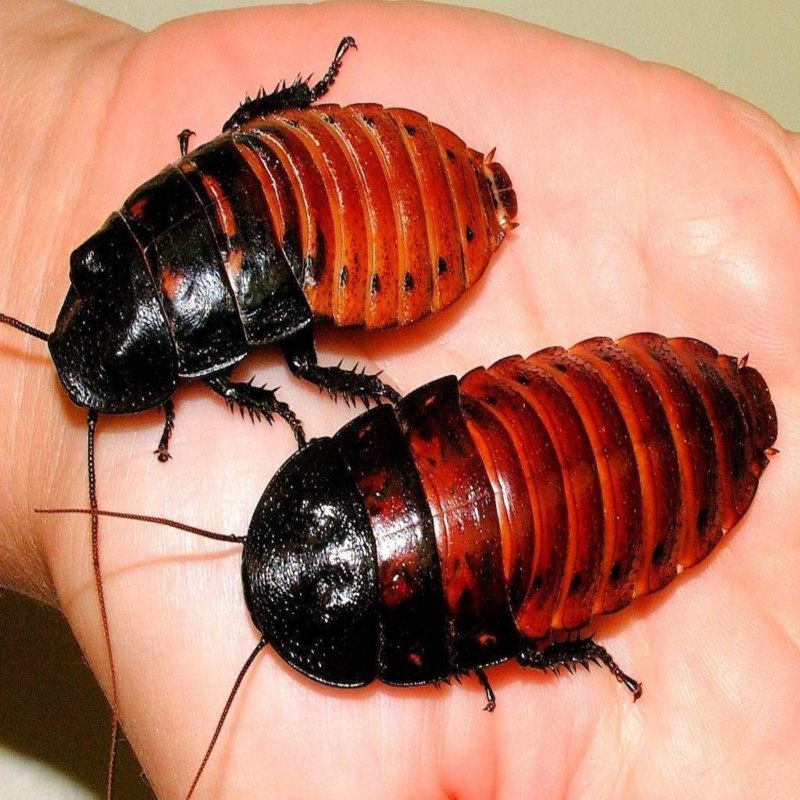 Черный Восточный таракан (Blatta orientalis)