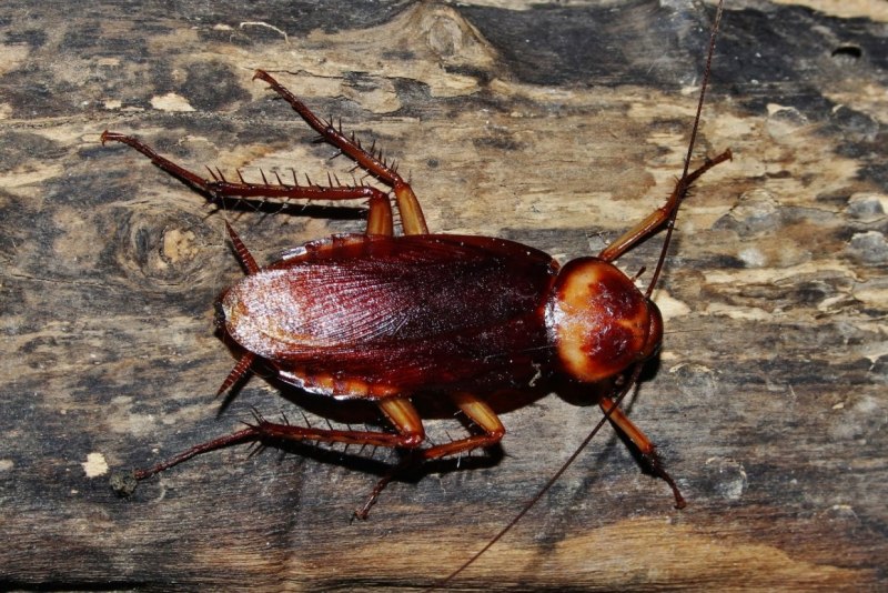 Supella longipalpa (f.) - мебельный таракан