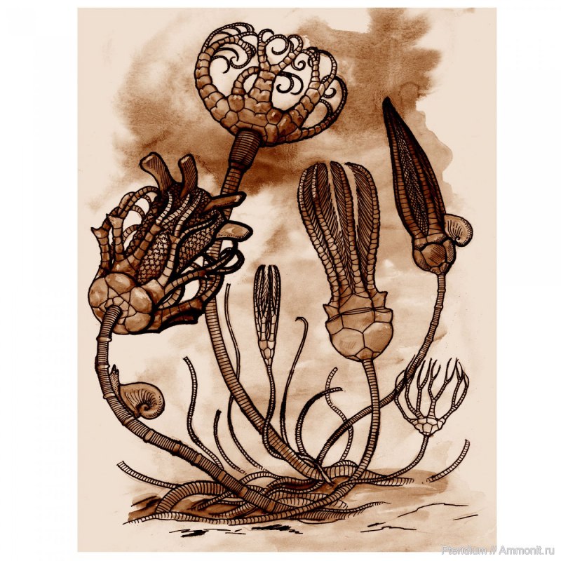 Морская Лилия (Crinoidea)