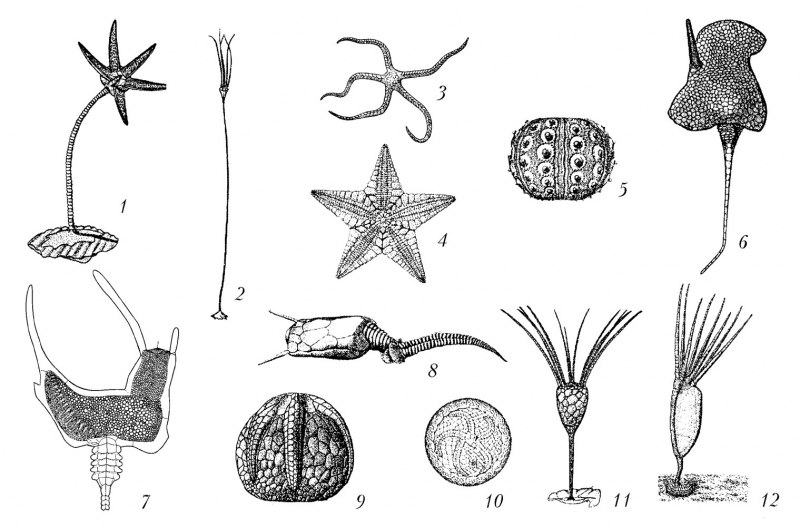 Тип иглокожие ( Echinodermata