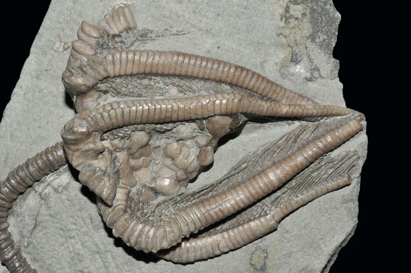 Морская Лилия Agaricocrinus americanus