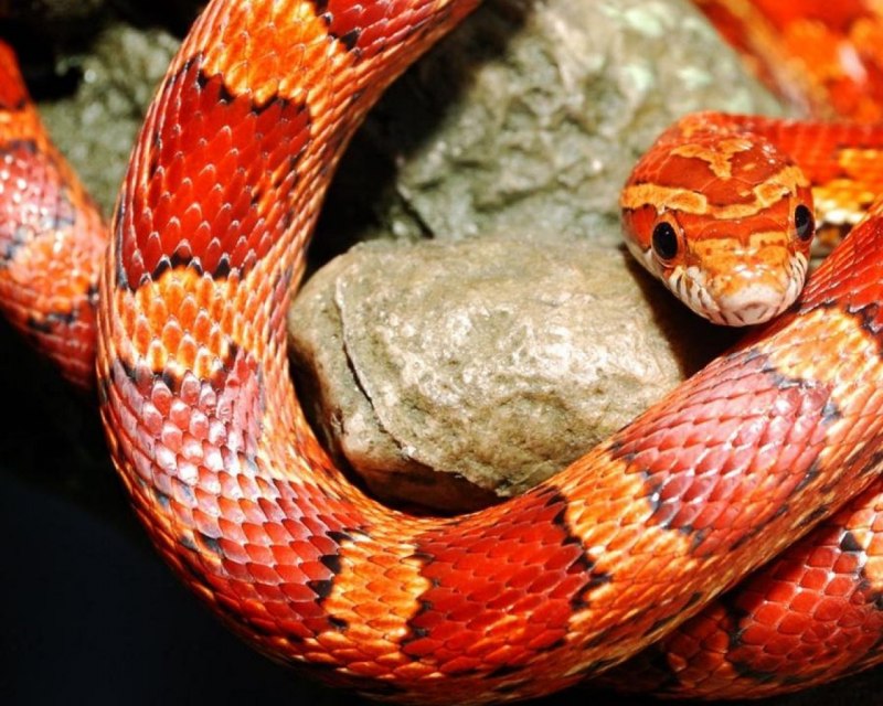 Желтая змея с красными полосками (65 фото)