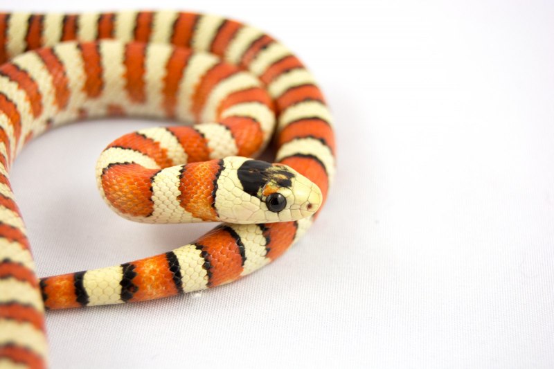 Королевская змея (Lampropeltis)