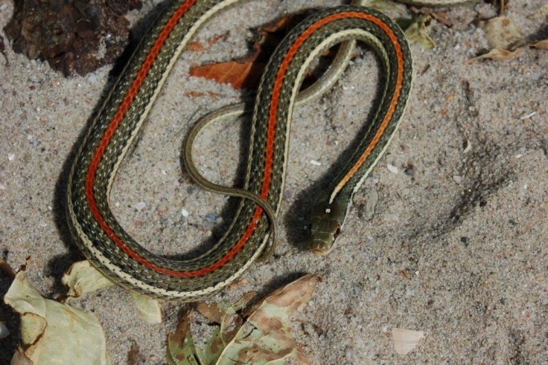 Thamnophis Proximus