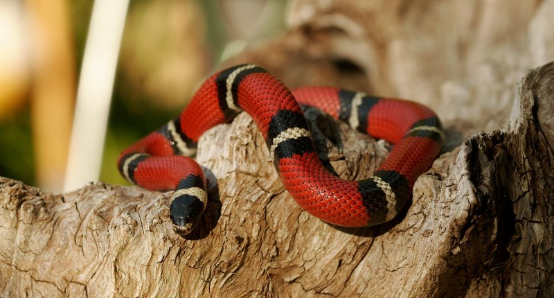 Питон Чейни (Morelia spilota).